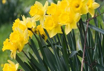 Le printemps arrive…