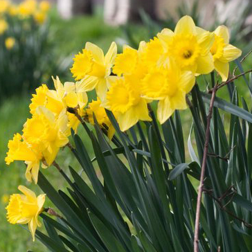 Le printemps arrive…